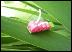 caterpillarleaf