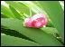 snailleaf